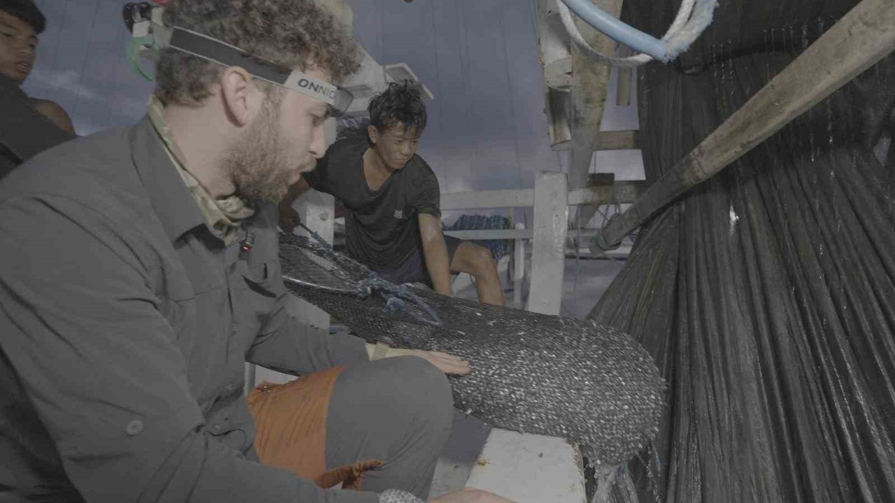 Endonezya’da ağlara takılan balina köpekbalığı uzun uğraşlar sonucu kurtarıldı
