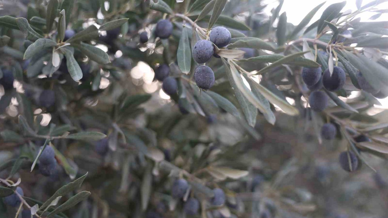 Kuraklık zeytin hasadında yağ verimini olumsuz etkiledi
