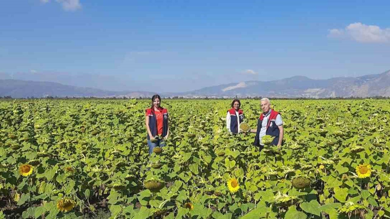 Söke’de 10 bin dekarlık alana ayçiçeği tohumu dağıtılacak
