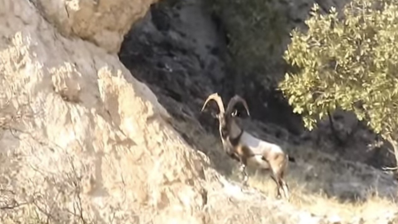 Diyarbakır’da koruma altındaki dağ keçileri görüntülendi
