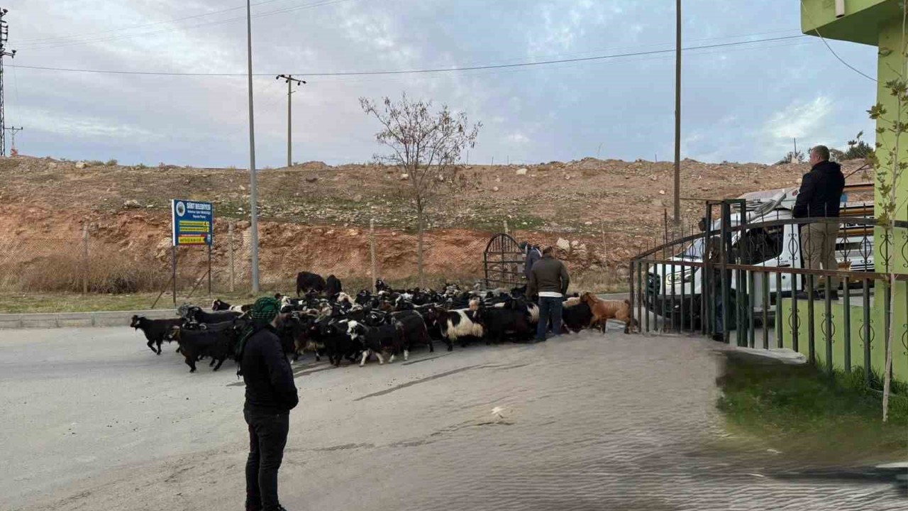 Şap hastalığı nedeniyle kapalı olan Siirt Hayvan Pazarı açıldı

