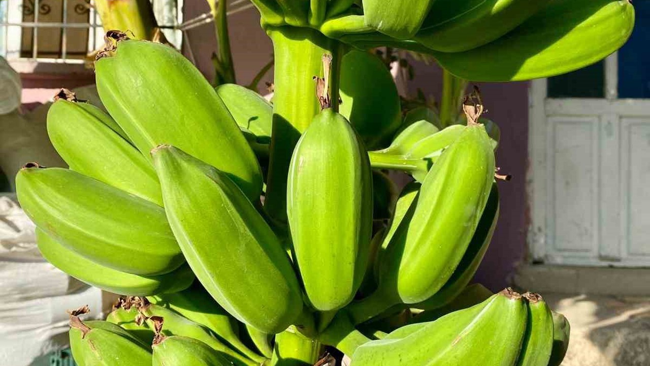 İnat etti, 70 rakımda muz hasadı yaptı
