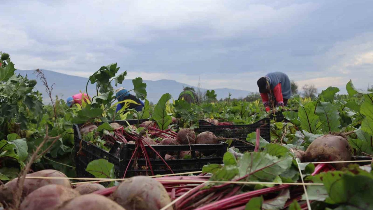 İzmir’in bereketli topraklarında ‘Kırmızı elmas’ mesaisi
