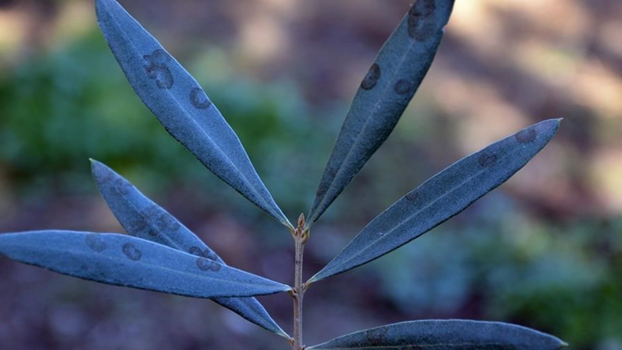 Zeytinde halkalı leke hastalığı ile mücadele çağrısı yapıldı
