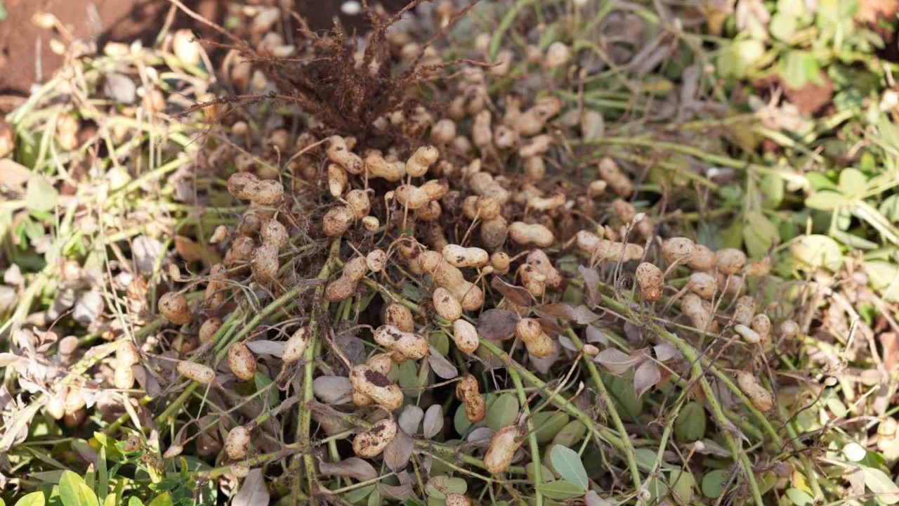 Adıyaman’da yer fıstığı hamlesi
