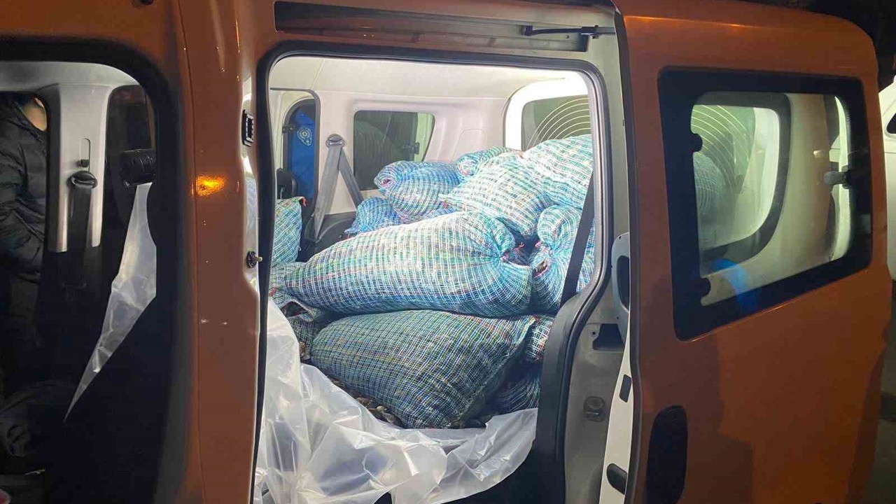 Samsun’da 300 kilo kaçak midye ele geçirildi
