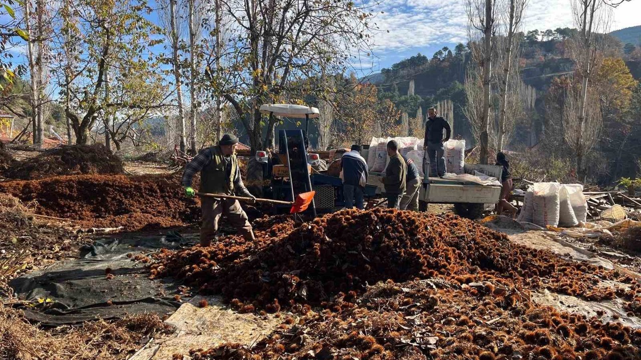 Dikenlerinden kurtulan kestanelerin sofralara yolculuğu başladı
