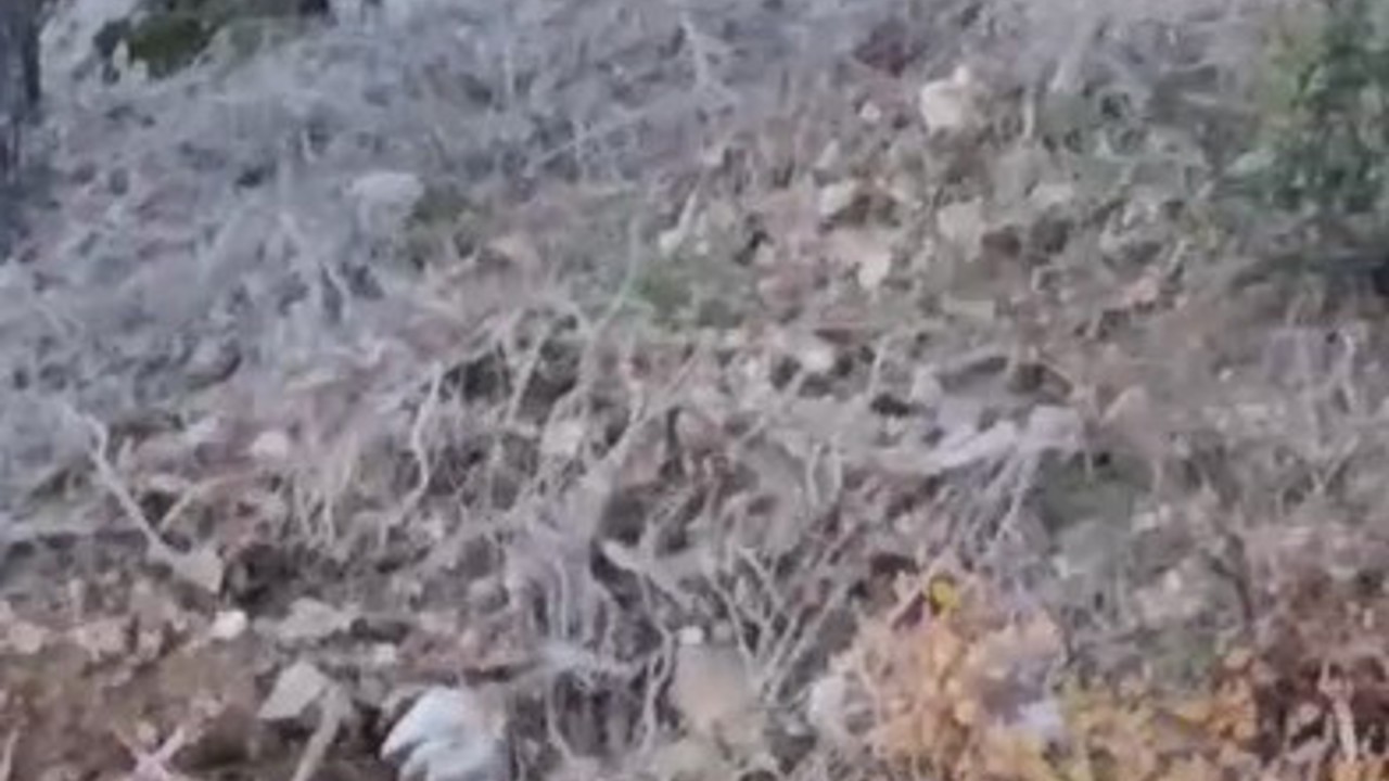 Alanya’da yerleşim alanına yakın bölgede kurt görüntülendi
