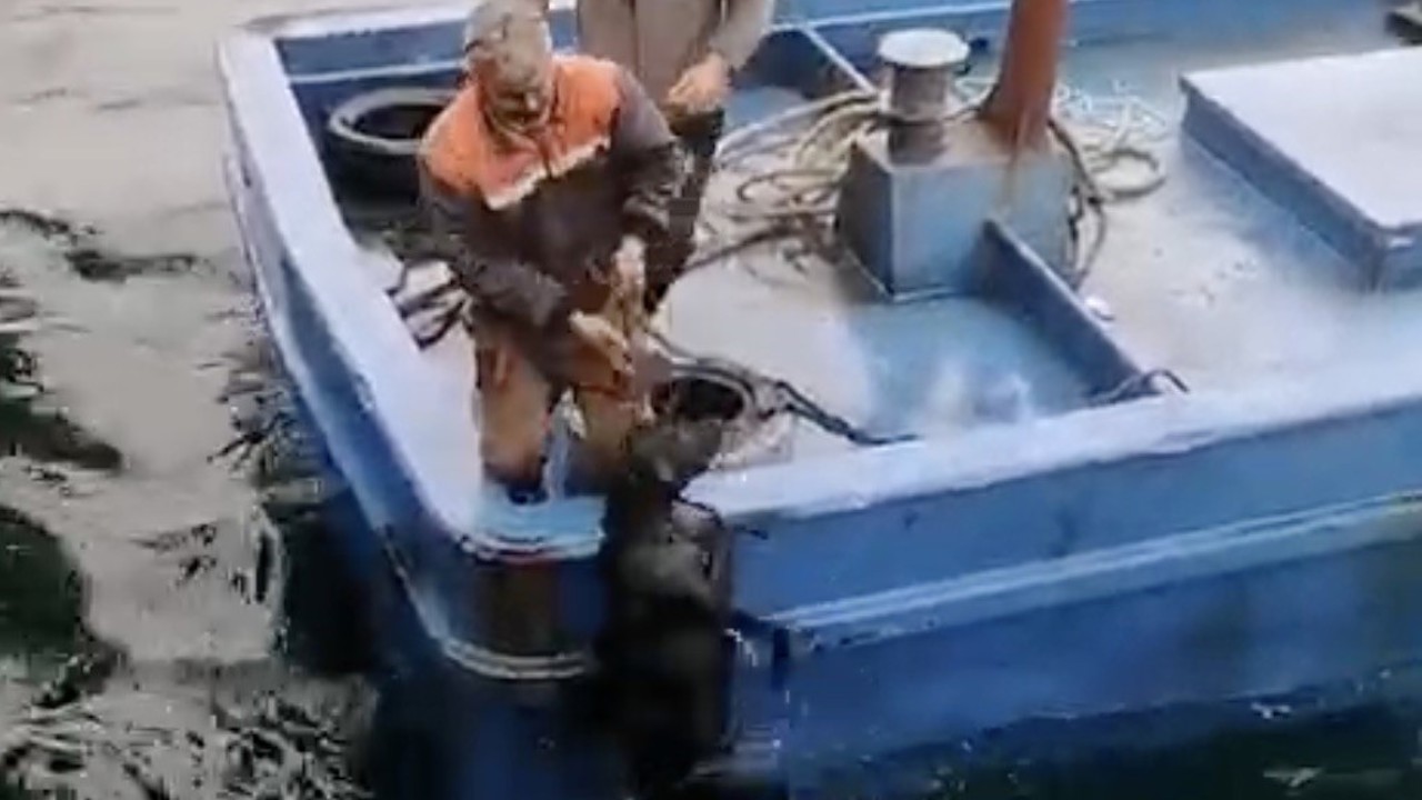 Lapseki’de iskelede denize düşerek sürüklenen köpeğin yardımına balıkçılar yetişti
