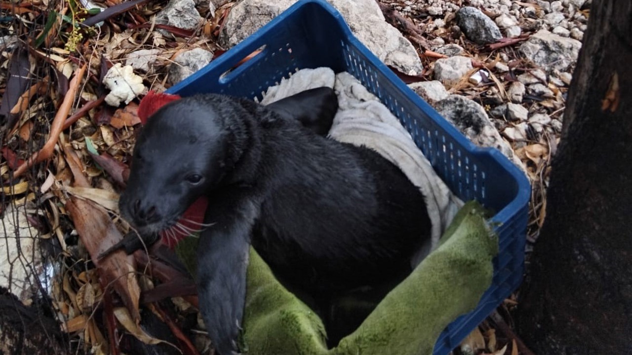 Yavru foka balıkçı şefkati: "Seni iyileştireceğiz evlat"

