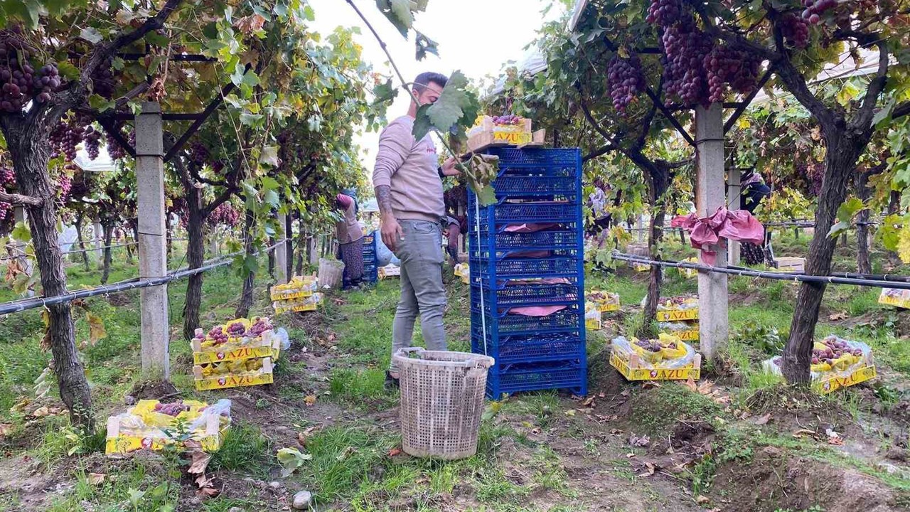 Sarıgöl’de üzüm hasadı devam ediyor

