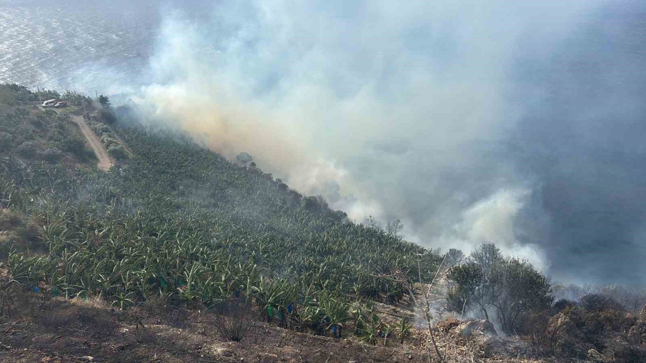 Antalya’da muz bahçesinde yangın
