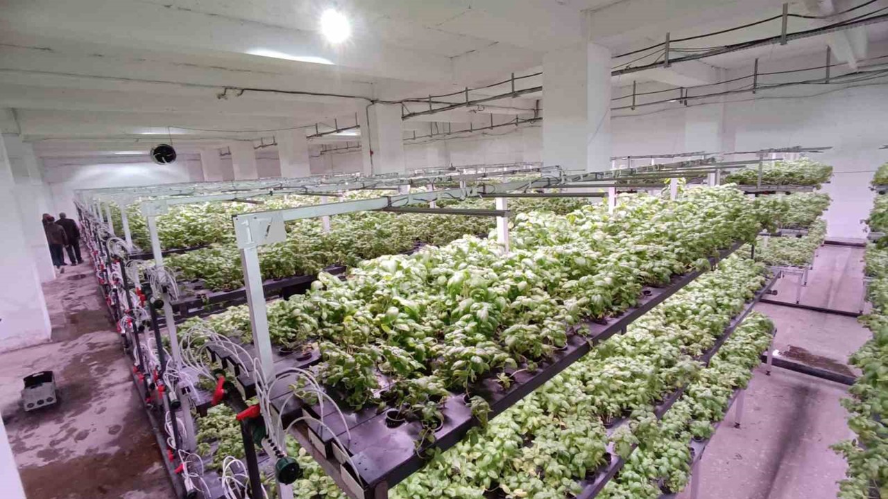 Batman’a eksi birinci katta 30 milyonluk "dikey tarım" yatırımı
