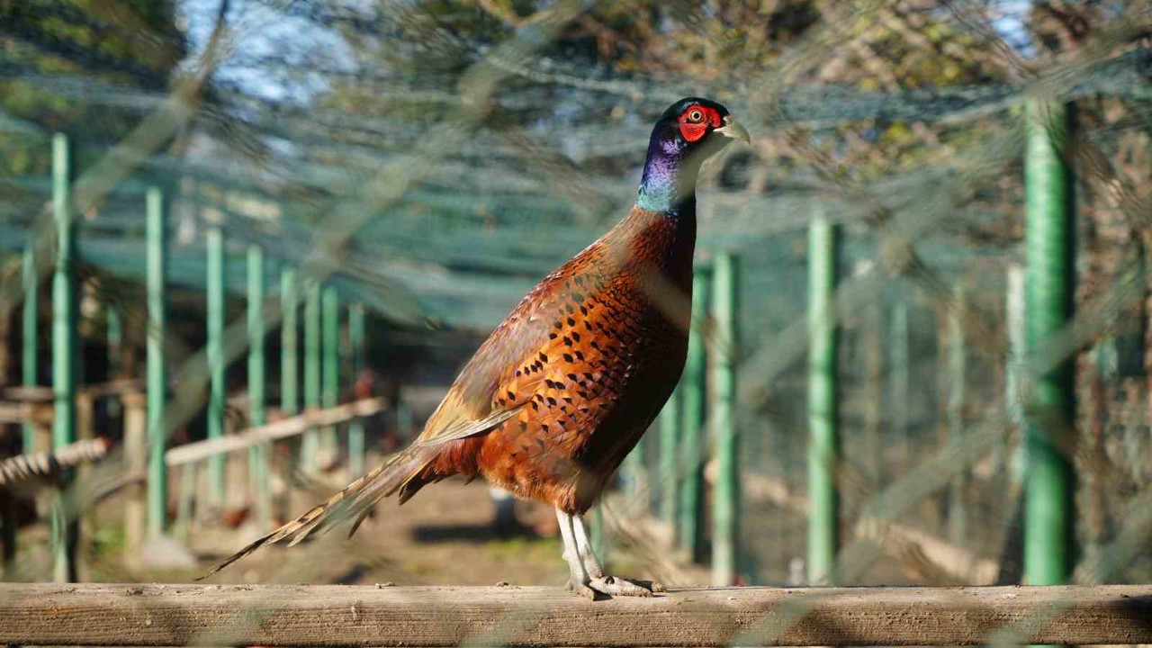 Kahverengi kokarca savaşçıları: 2025’te 3 bin sülün doğaya salındı
