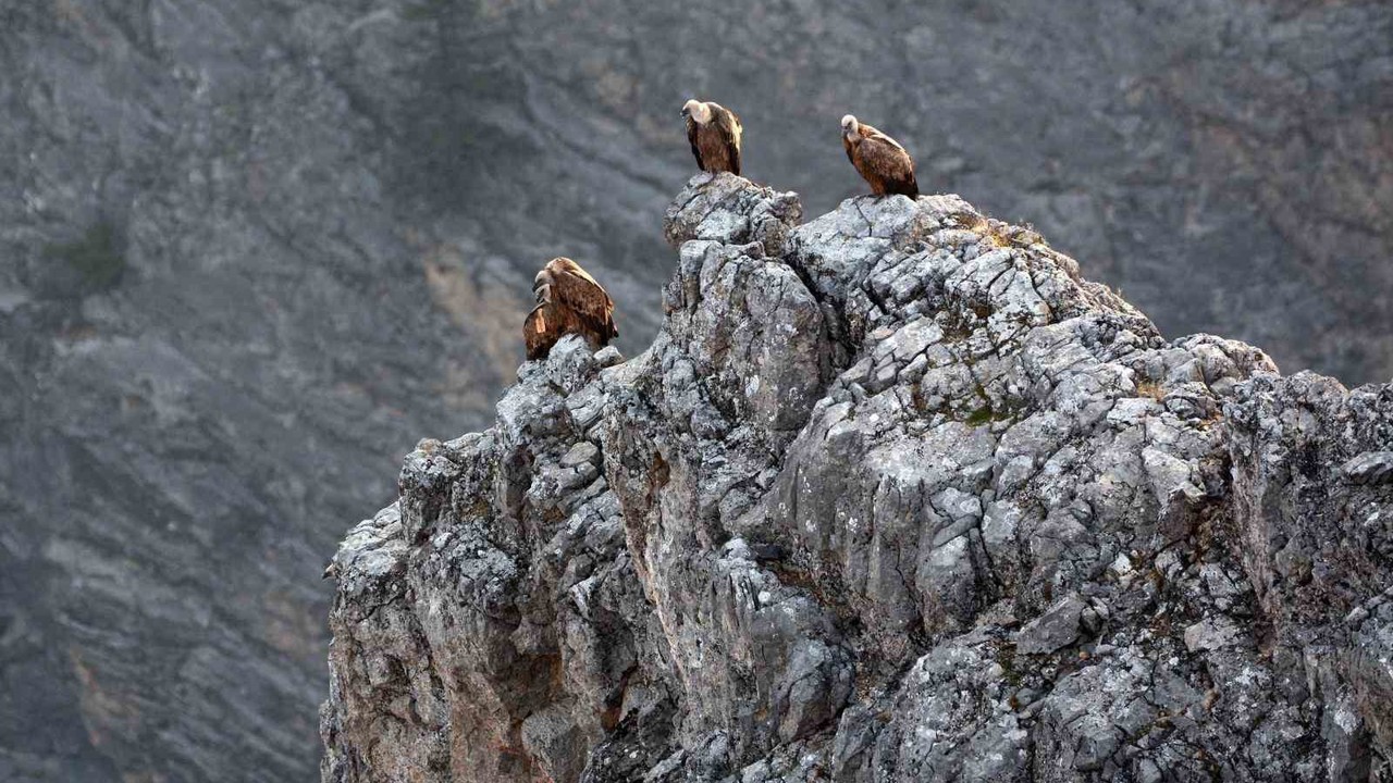 Kemaliye’de göçmen akbabalar görüntülendi
