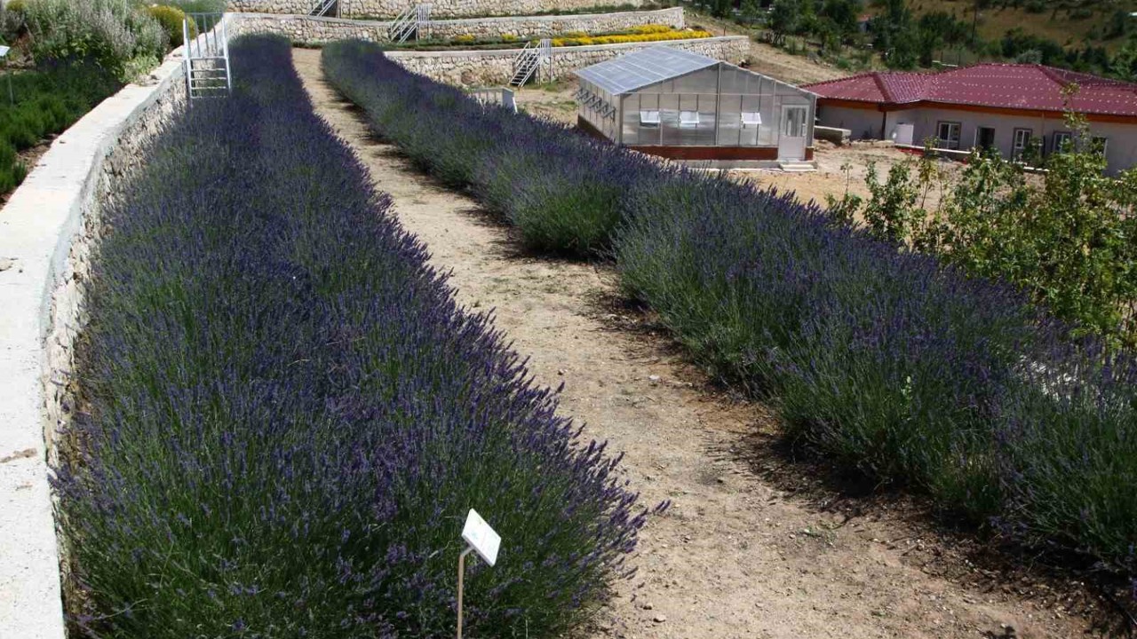 Türkiye’nin en zengin tıbbi aromatik merkezi Eskişehir’de
