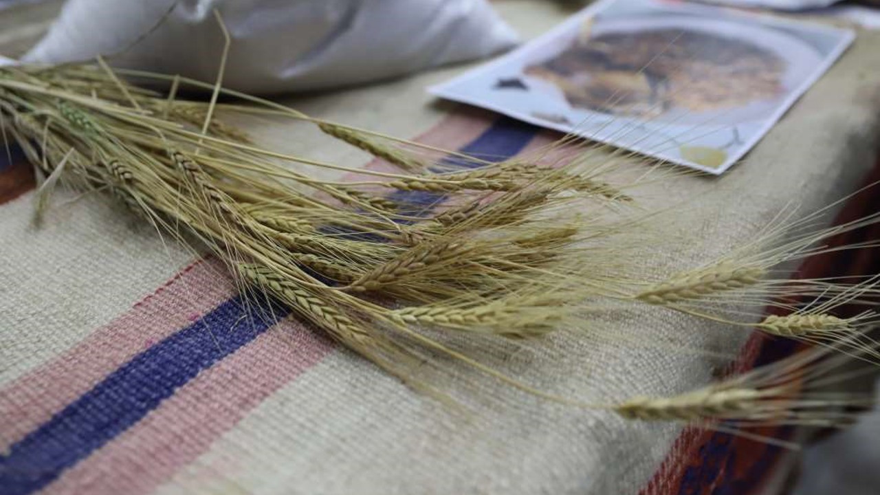 Bölgenin değeri: Ardahan Kavılcası
