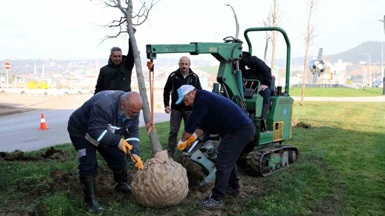 Tramvay çalışmasında sökülen ağaçlar yeni yerlerinde hayat bulacak
