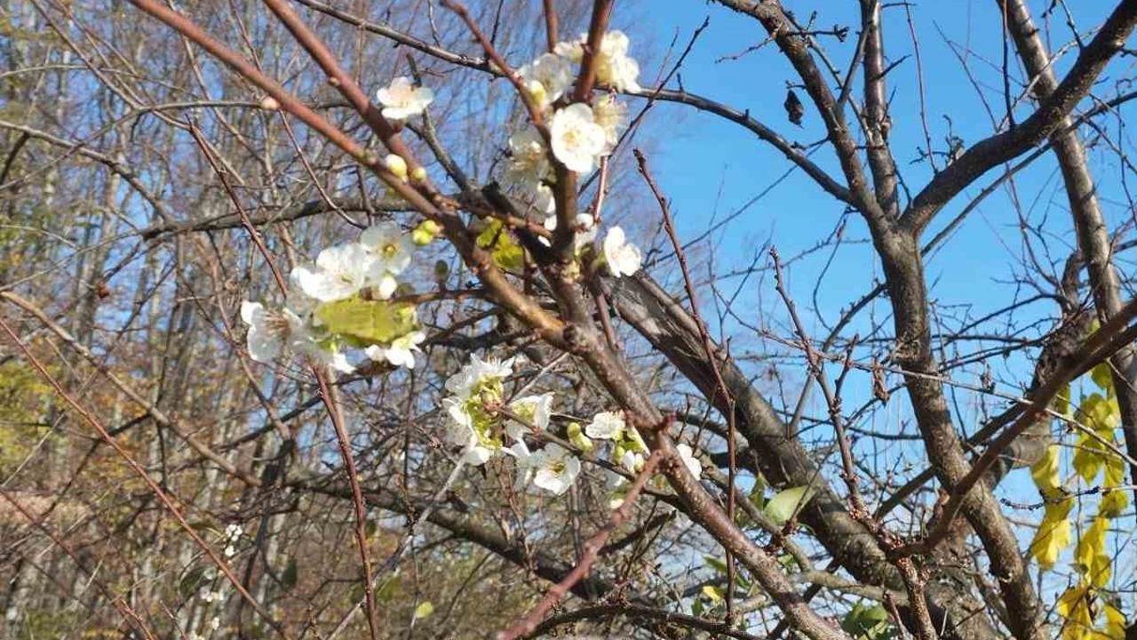 Erik ağacı Aralık ayında çiçek açtı
