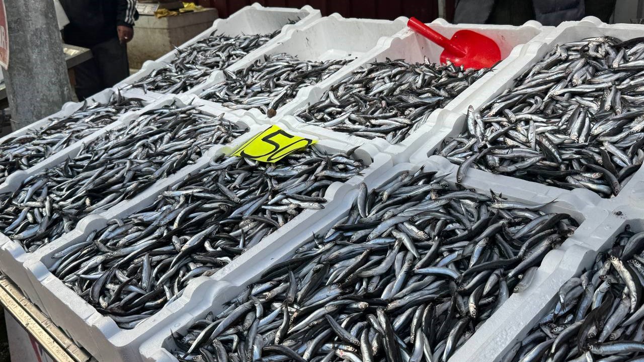 Zonguldak’ta hamsi 150 liradan alıcı buldu
