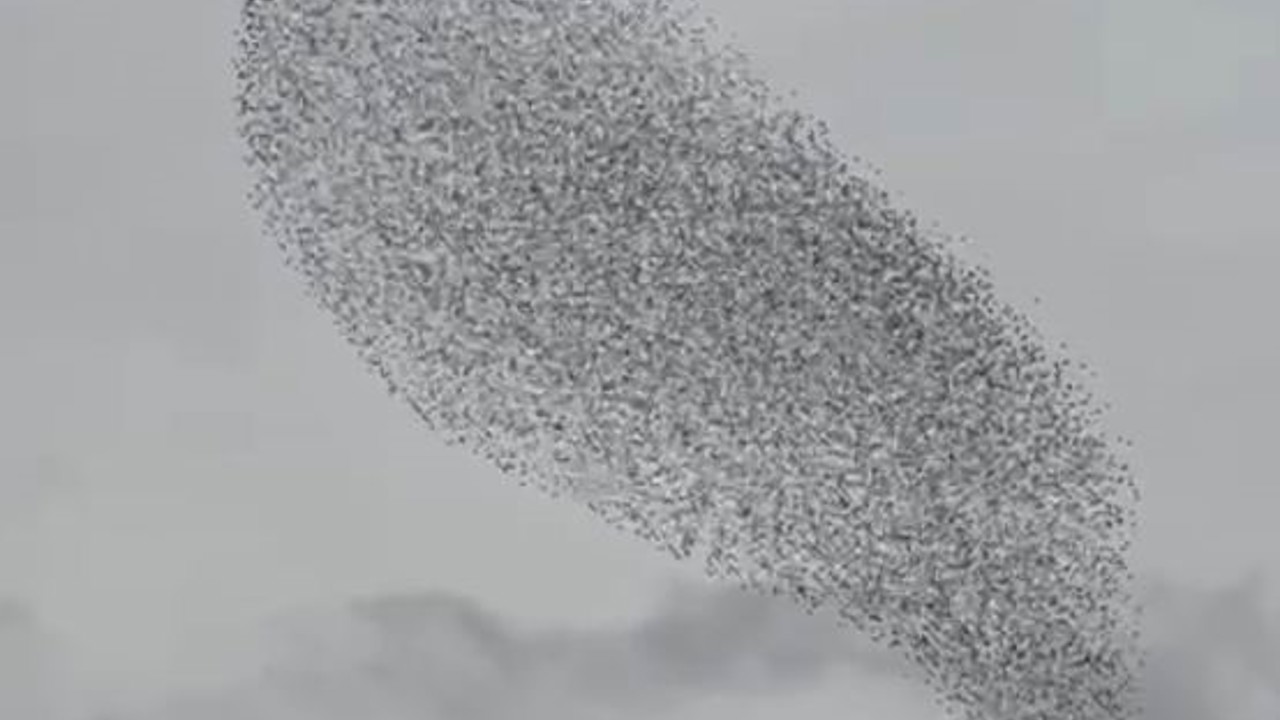 Karapınar’da sığırcık kuşları görsel şölen oluşturdu
