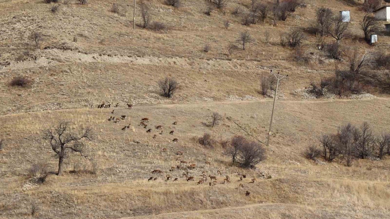 Yaban keçileri tek tek sayılıyor
