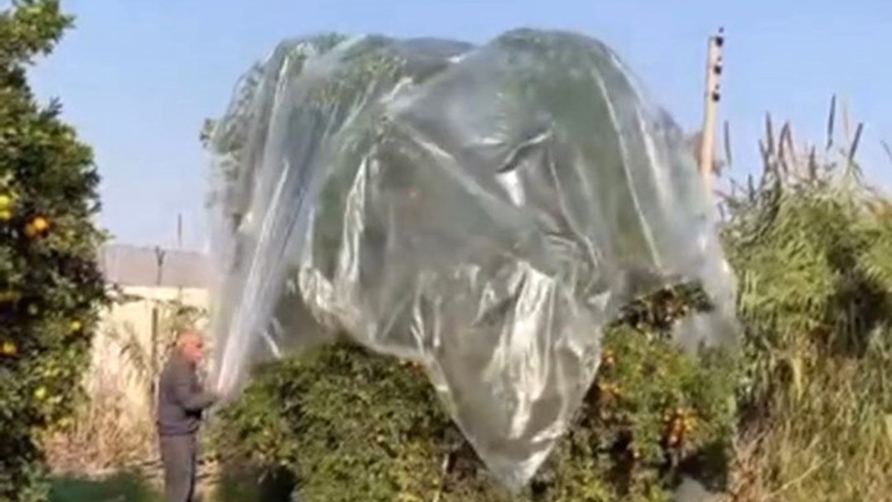 Yağmurda mandalinaya naylonlu koruma
