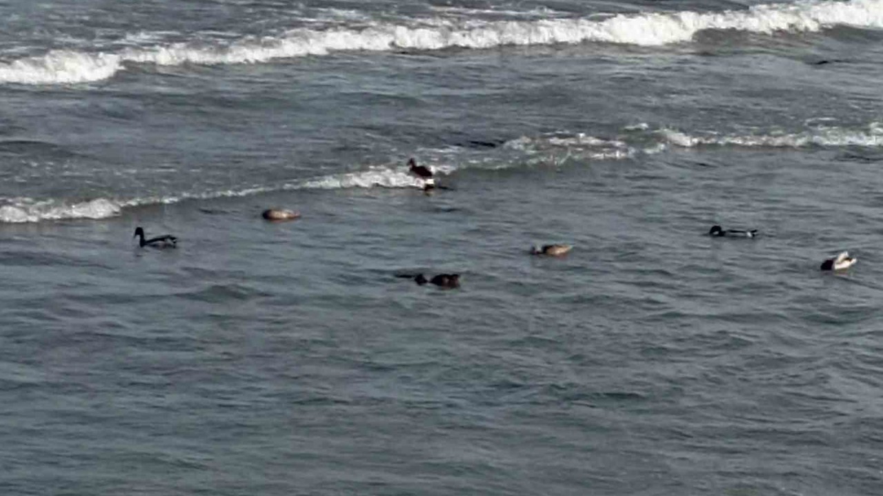 Ordu’da yaban ördekleri şöleni: 11 kuşluk sürü görüntülendi
