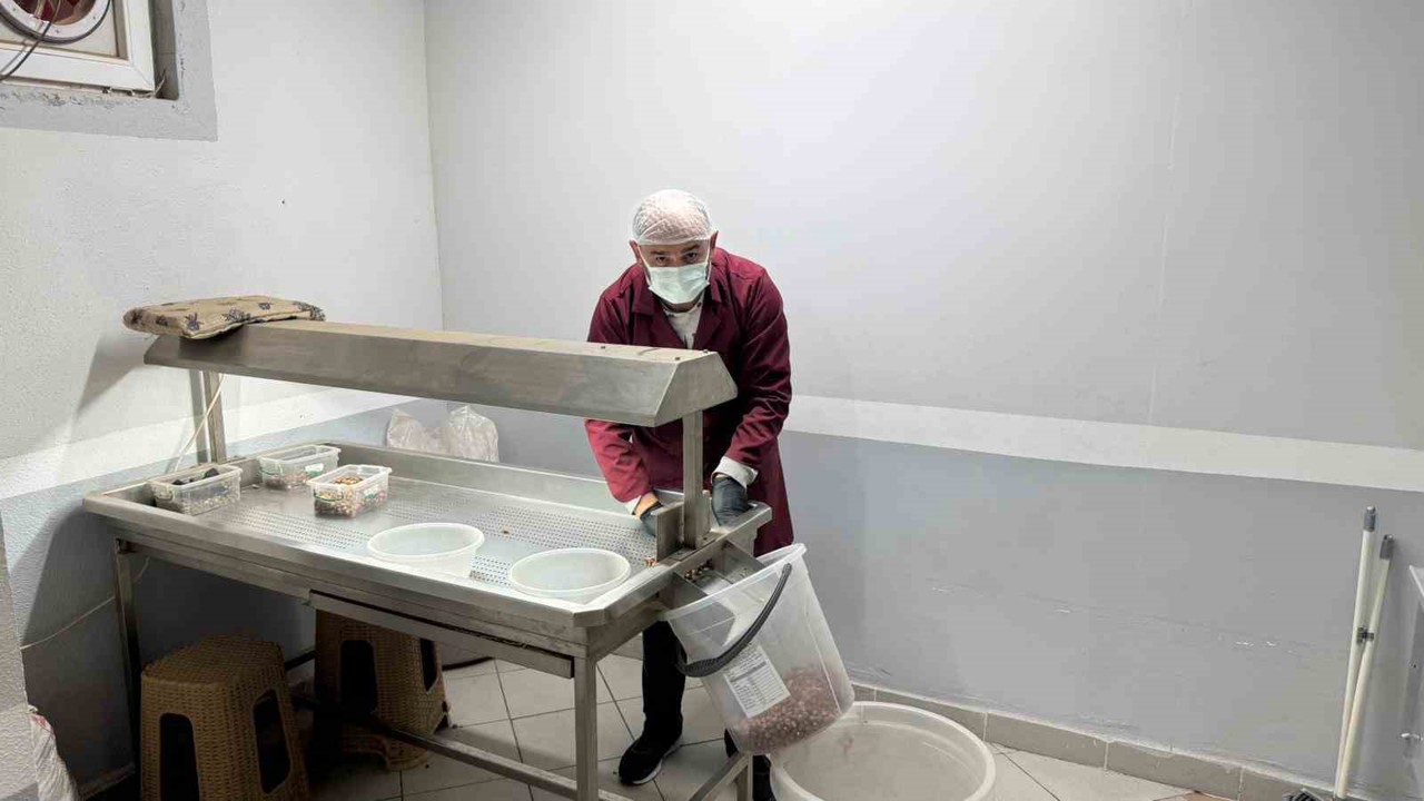 Alaplı’da fındık kavurma tesisleri taleplere yetişemiyor
