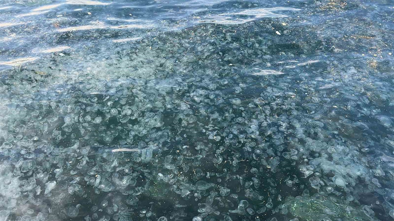 Üsküdar’da hayrete düşüren görüntü: Binlercesi kıyıya vurdu
