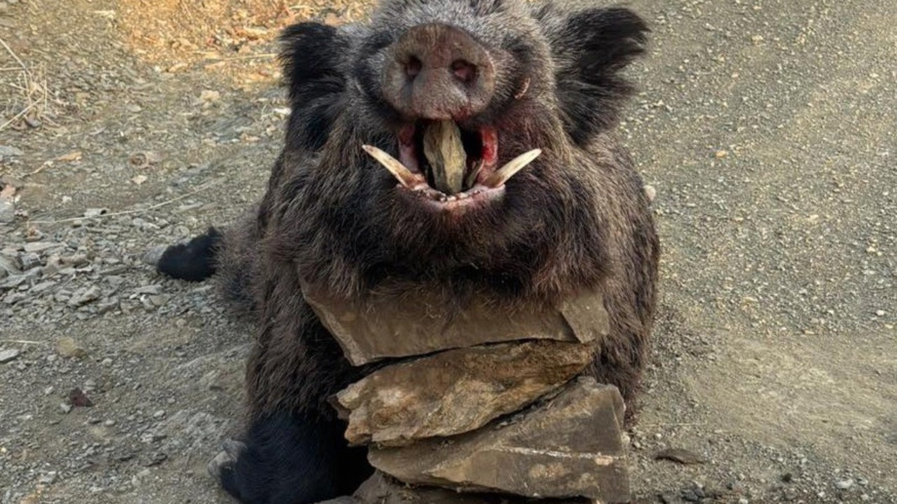 Elazığ’da avcılar 200 kiloluk domuz avladı
