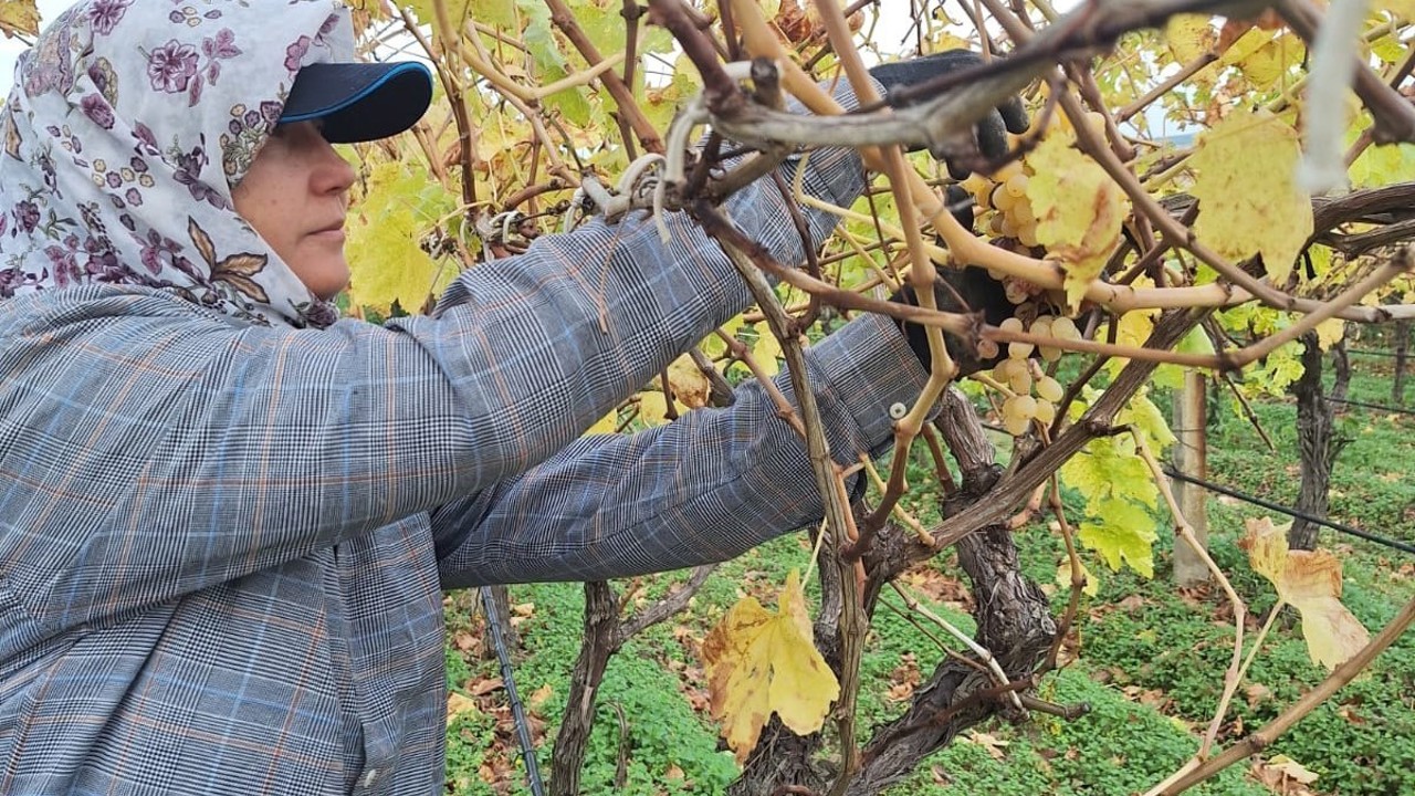 Bağda kalan üzümler ev ekonomisine can suyu oluyor

