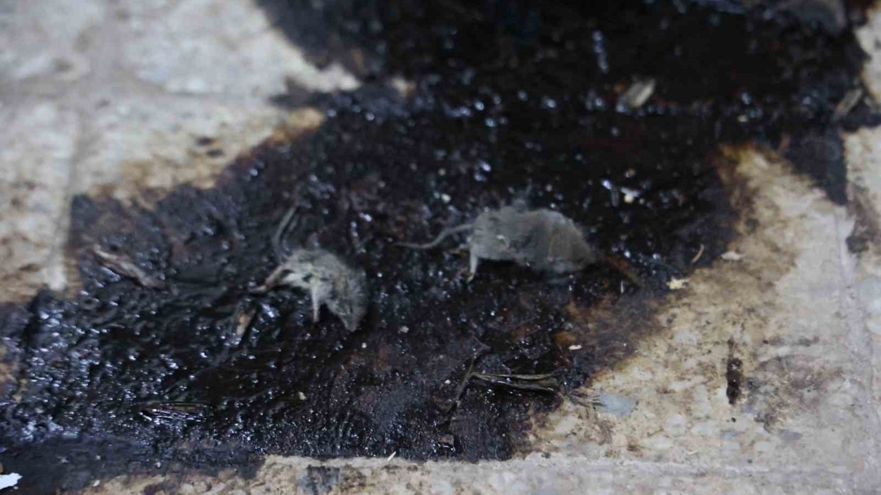 Kilis’te hijyen şartlarına aykırı üretim yapan işletmeye 105 bin TL ceza
