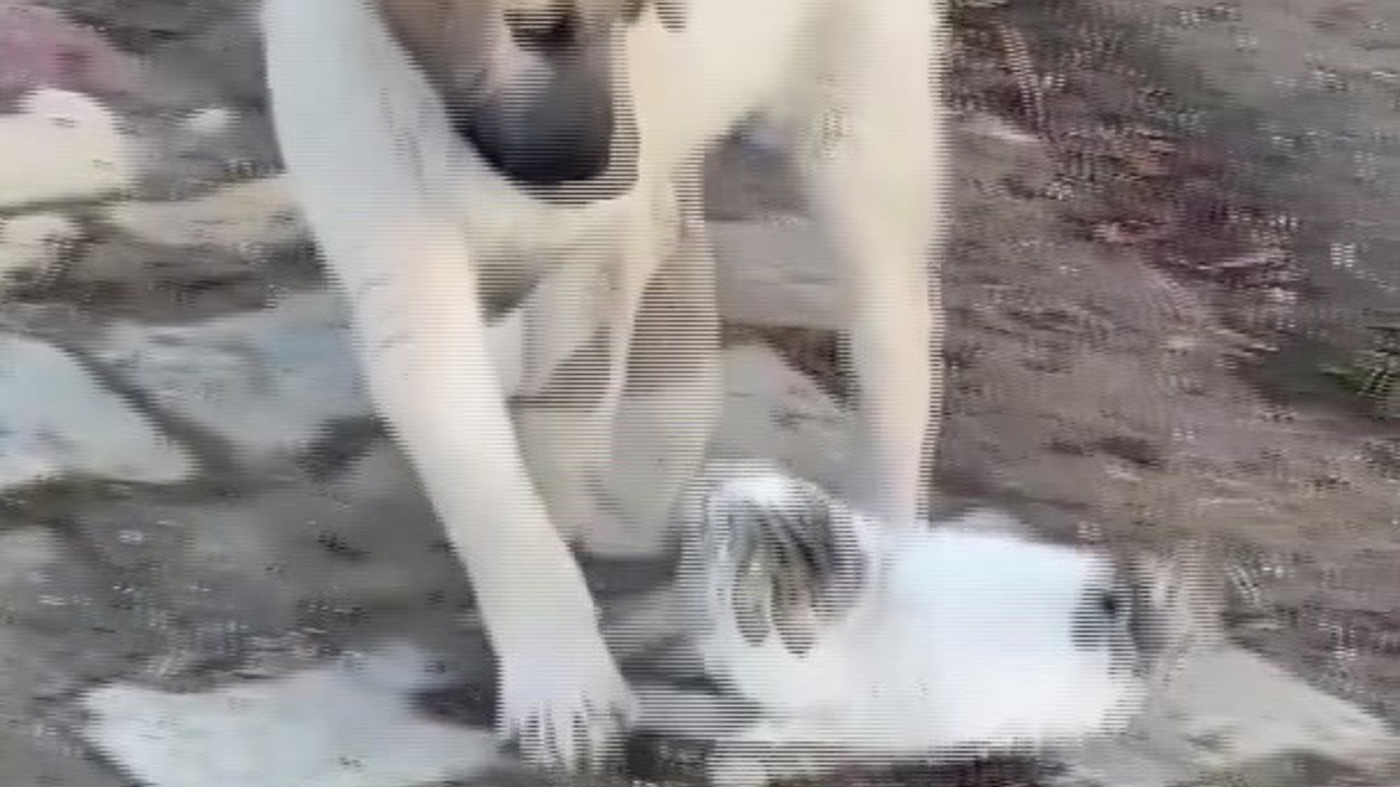 Gercüş’te yavru kedi ile yavru köpeğin sevimli kavgası kamerada
