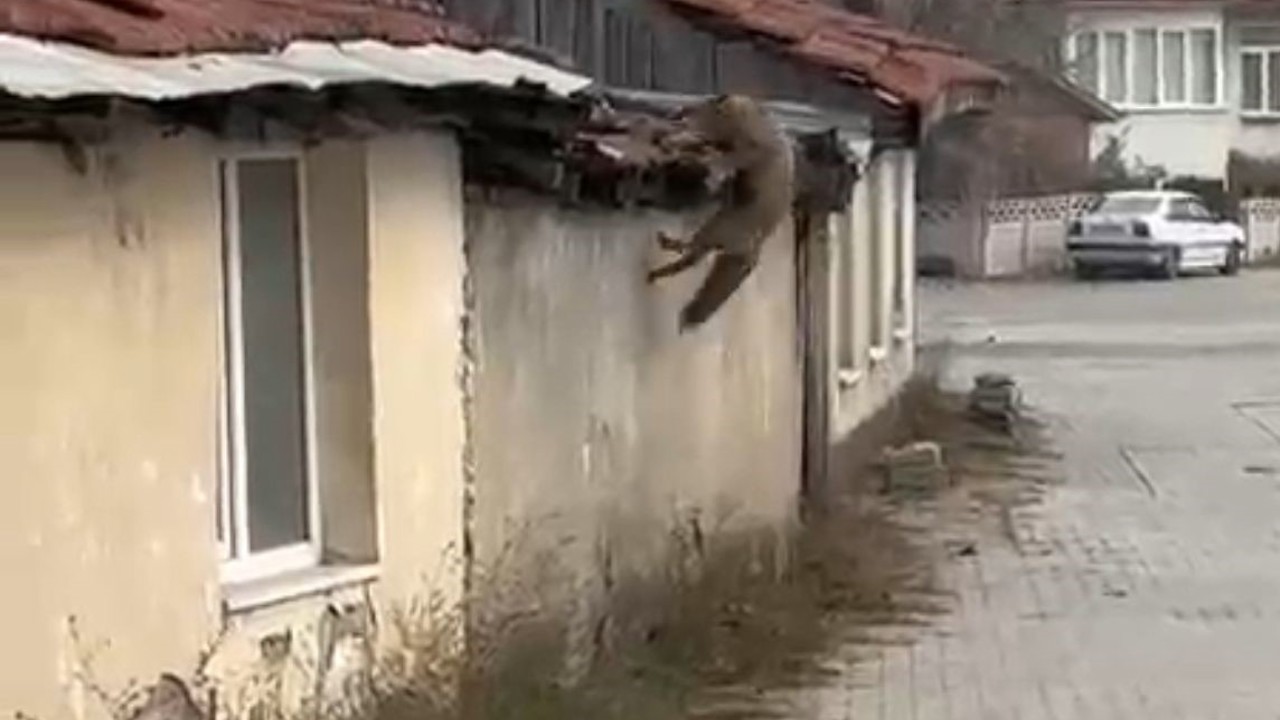 Köpek seslerini duyan tilkinin yaşadığı panik kamerada
