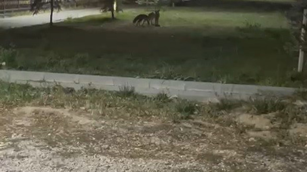 Bayburt’ta birbirleriyle oyun oynayan iki tilki görüldü
