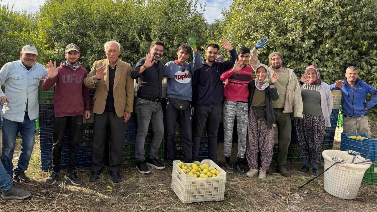 Binlerce ailenin geçim kaynağı limonun başkentinde hasat zamanı
