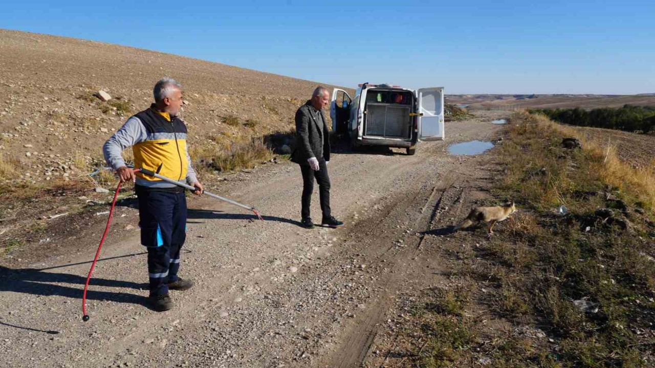 Yaralı tilki tedavisinin ardından doğaya geri bırakıldı
