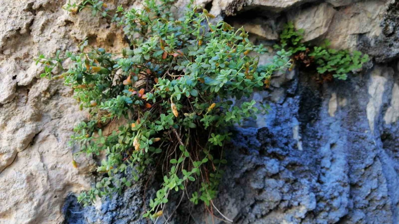 Endemik Malatya kantaronu, kimyasal olarak sarı kantarondan daha zengin çıktı

