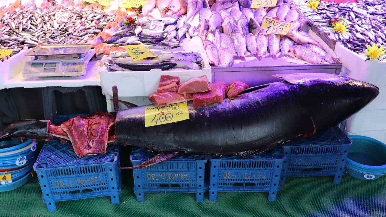 280 kiloluk orkinos vatandaşları hayrete düşürüyor
