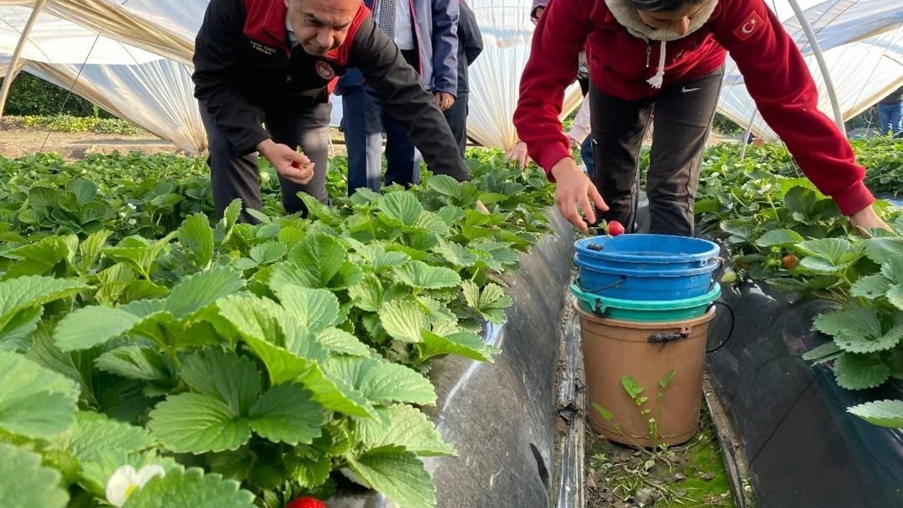 Coğrafi işaretli ’Sultanhisar Çileği’nde hasat sevinci
