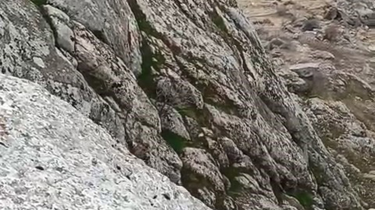 Elazığ’da dağ keçileri sürü halinde görüldü
