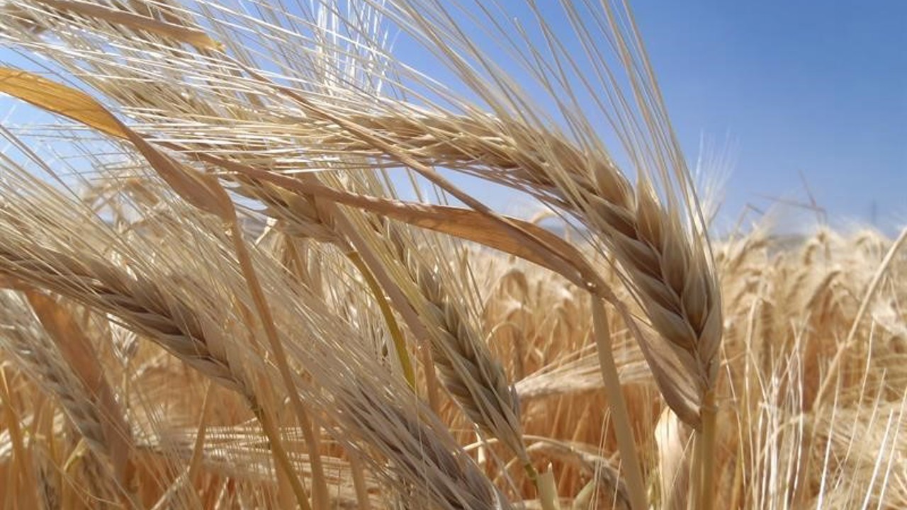 Kuraklık arpa ekimini artırdı
