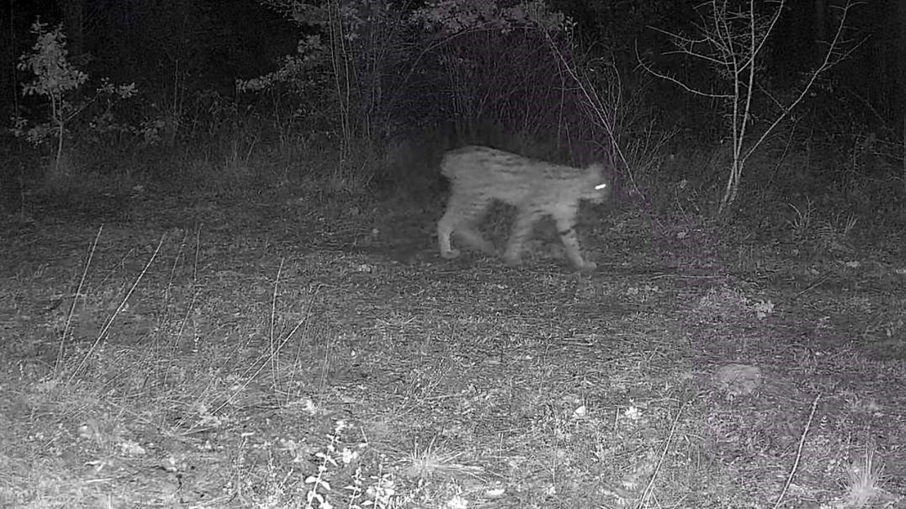 Karabük’te vaşak ve yavrusu ile kurt, fotokapana yansıdı
