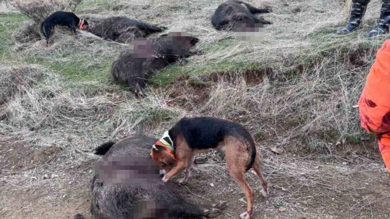 Elazığ’da avcılar sürü halinde domuz avladı
