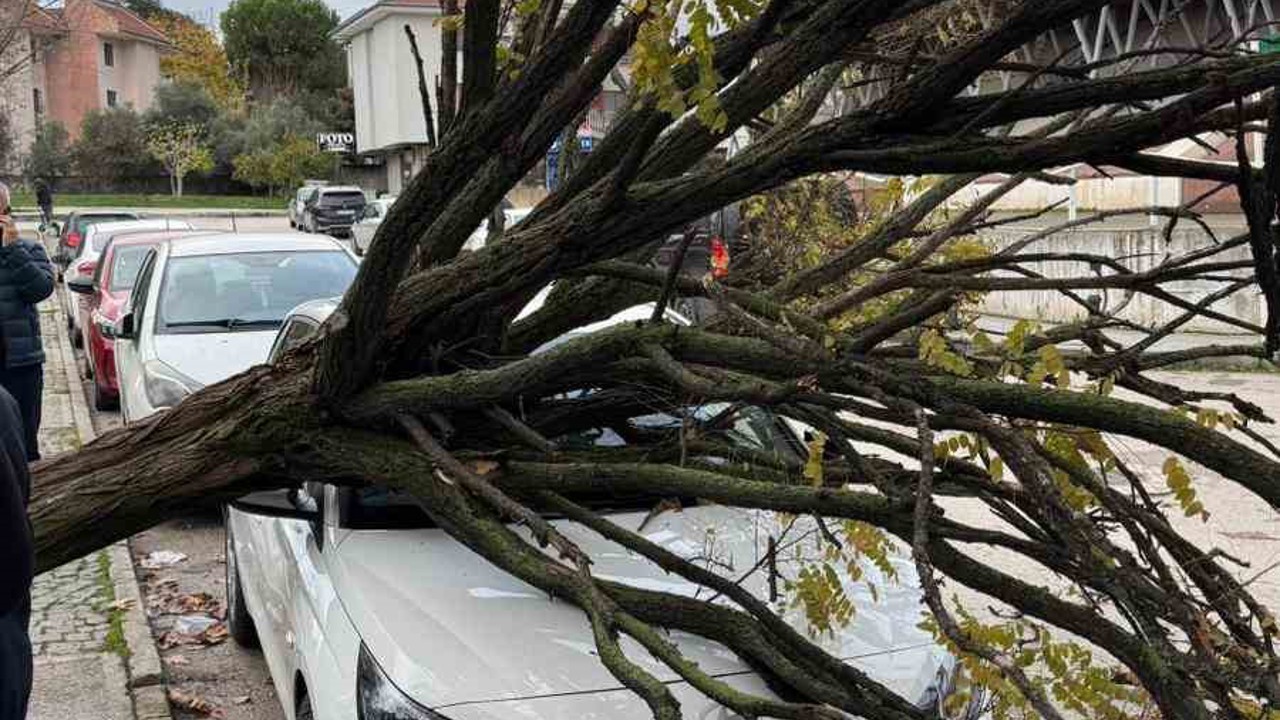 Bursa’da devrilen ağaç korku dolu anlar yaşattı
