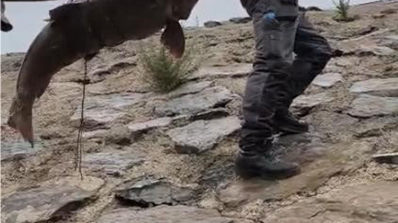 Nehirde yakalanan 60 kiloluk dev turna balığını, çam sırığına bağlayıp taşıdılar
