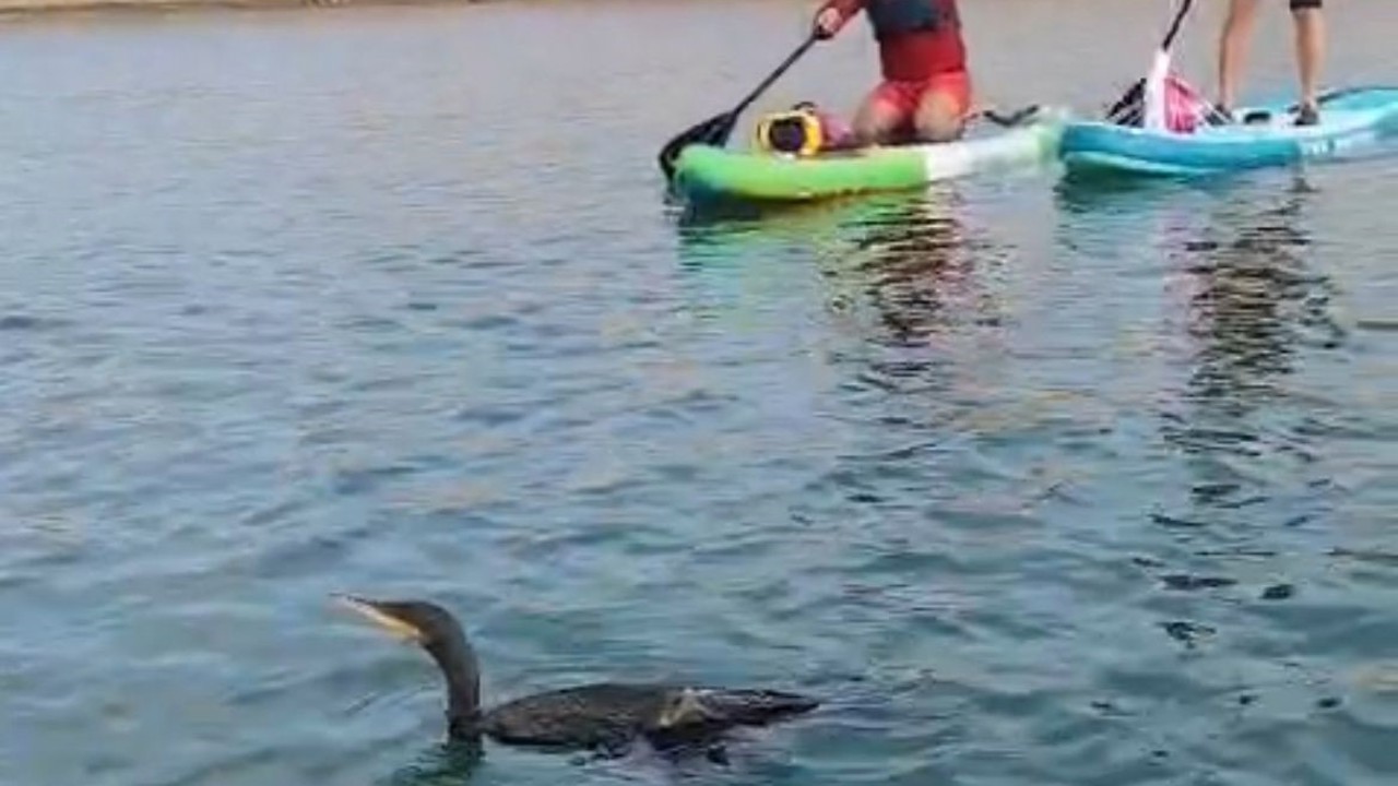 Botan Vadisi’nde yaralı bulunan karabatağı kurtarma çabası yetersiz kaldı
