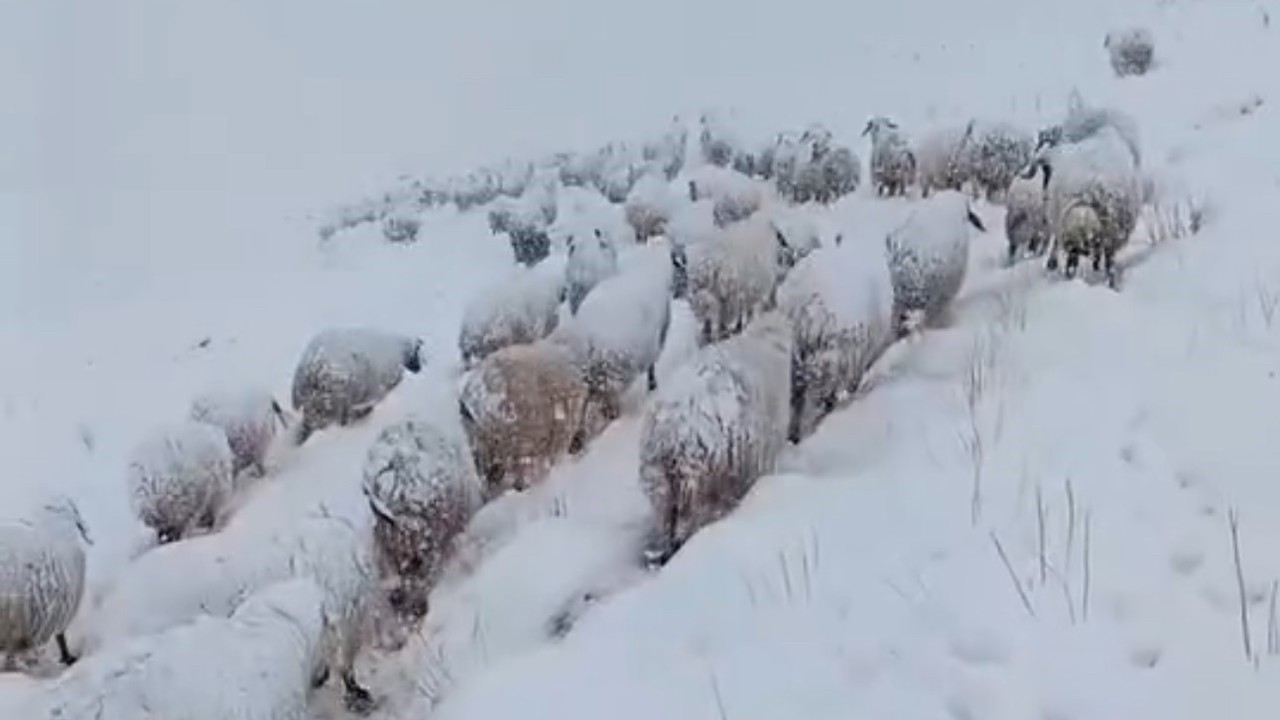 Koyun sürüsünün kar altında zorlu yolculuğu
