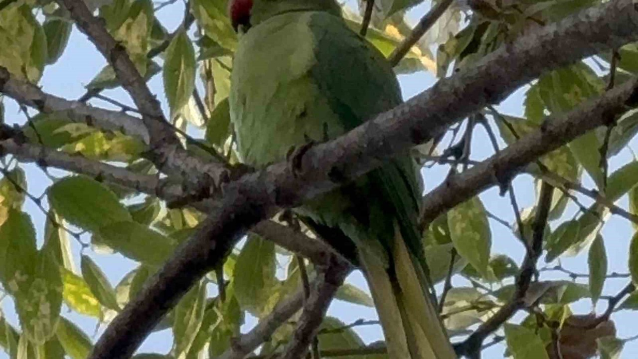 Pakistan papağanları adliye bahçesini mesken tuttu
